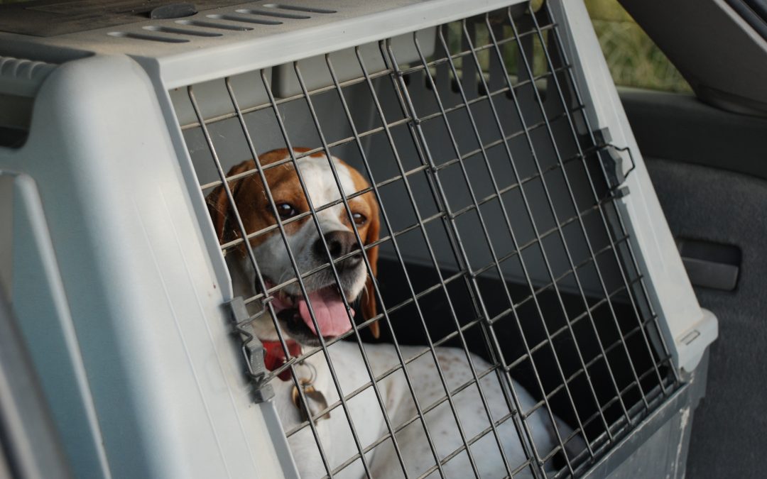 Costruzione trasportini cani su misura